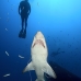 shark_tiger_sand_spar_v_0296_nca0624.jpg